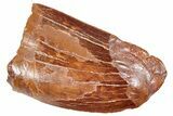 Serrated, Carcharodontosaurus Tooth - Real Dinosaur Tooth #250570-1